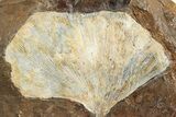 Fossil Ginkgo Leaf From North Dakota - Paleocene #236653-1